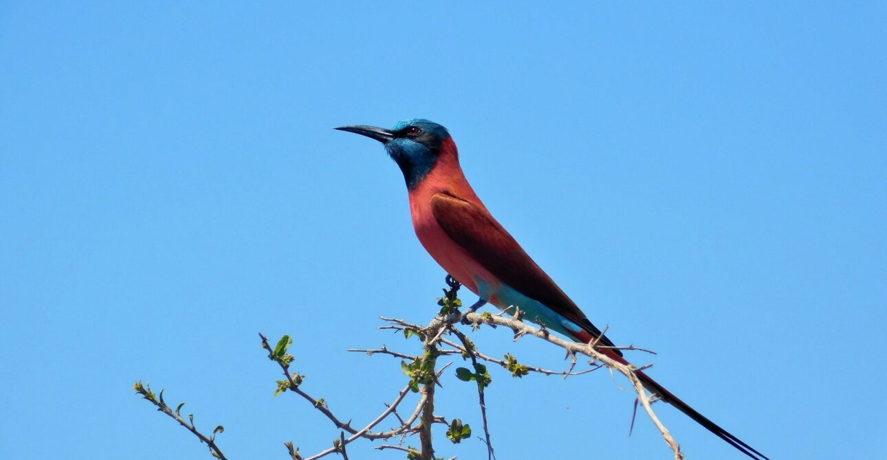 Uganda Birding: Your Ultimate Guide to Africa’s Hidden Avian Paradise