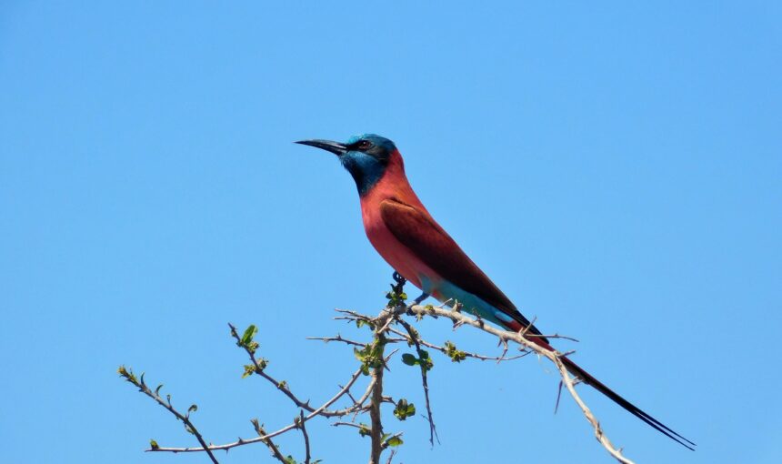 Uganda Birding: Your Ultimate Guide to Africa’s Hidden Avian Paradise
