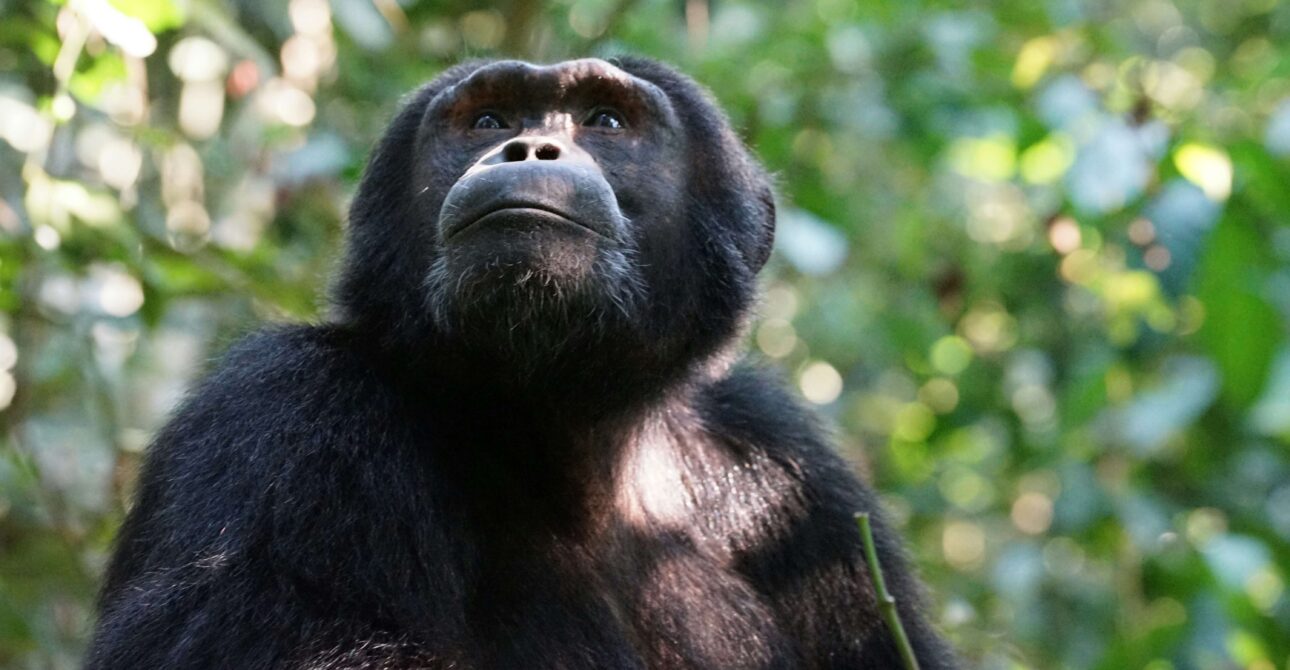 The Ultimate Primate Encounter: A Guide to Gorilla & Chimpanzee Trekking in Uganda