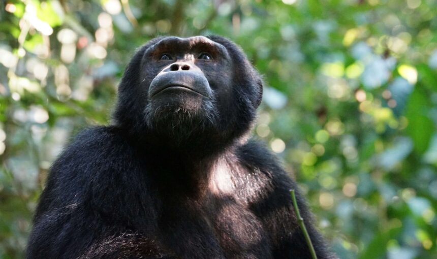 The Ultimate Primate Encounter: A Guide to Gorilla & Chimpanzee Trekking in Uganda